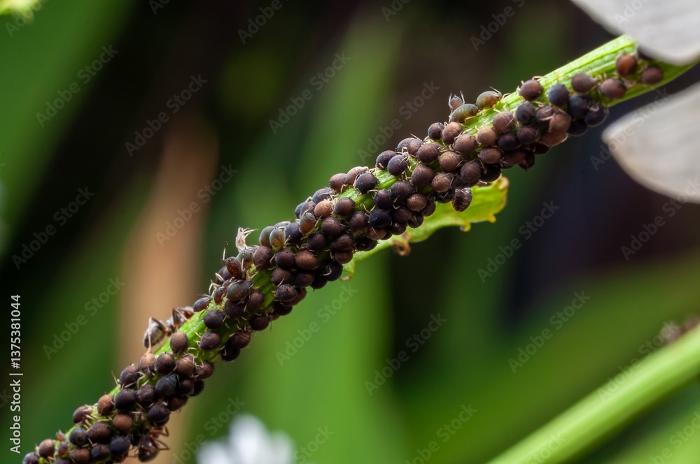 Fototapeta premium A stem is densely populated with black bean aphids, indicating a potential garden pest infestation.