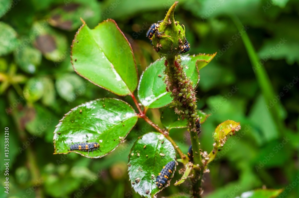 Ladybug larvae are feasting on aphids covering the rose leaves and buds in a garden.