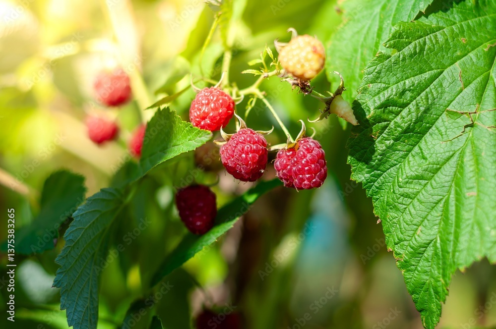 A close-up shows ripe red raspberries growing on a bush bathed in warm sunlight. A close-up shows ripe red raspberries growing on a bush bathed in warm sunlight.