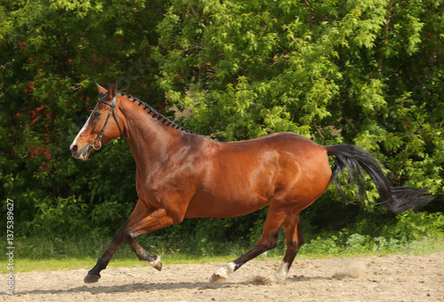 Beautiful bay horse running on the summer field