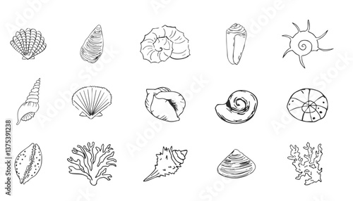 Sea shell sketch ocean life hand drawn illustration. Outline modern style, summer, vacation, beach design elements. Coral and seaweed, starfish line. 