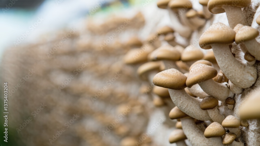 Obraz premium Oyster mushrooms flourishing on a sustainable eco-farm, growing on organic substrate in controlled conditions. Ideal for agriculture, eco-farming, and food production visuals