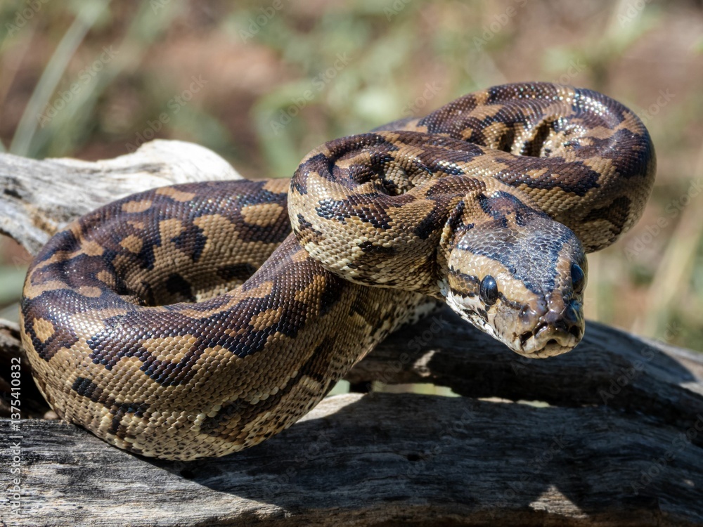 Python coiled on a log in natural habitat. Python coiled on a log in natural habitat.