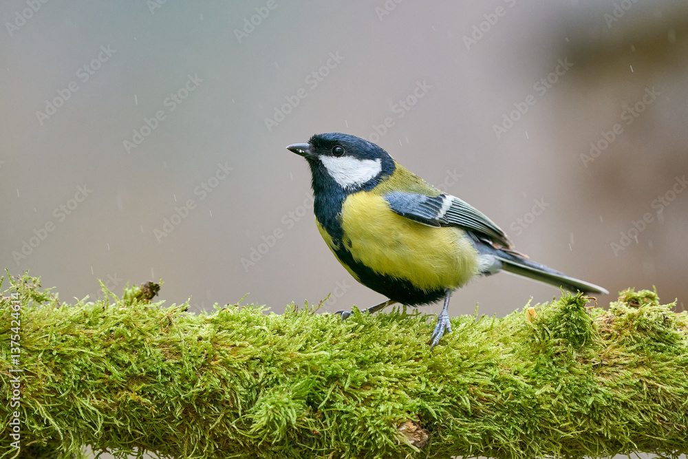 Obraz premium Kohlmeise auf Moos