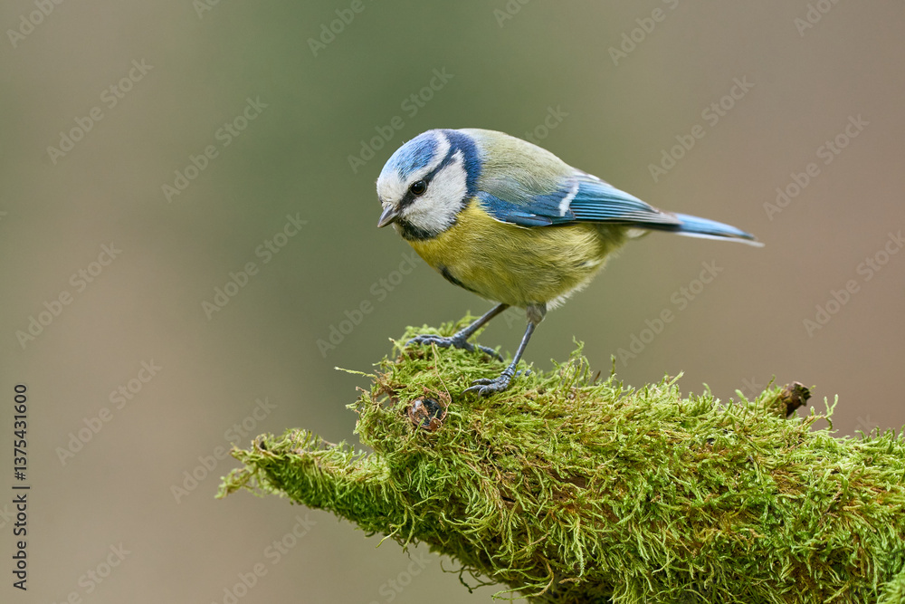 Obraz premium Blaumeise auf Moos