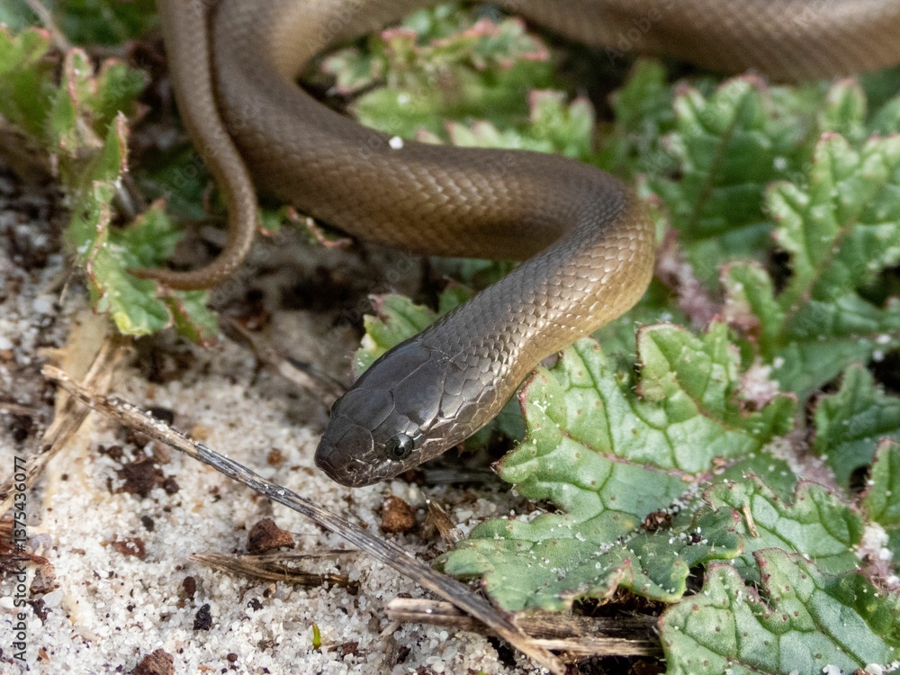Obraz premium Brown snake in natural habitat