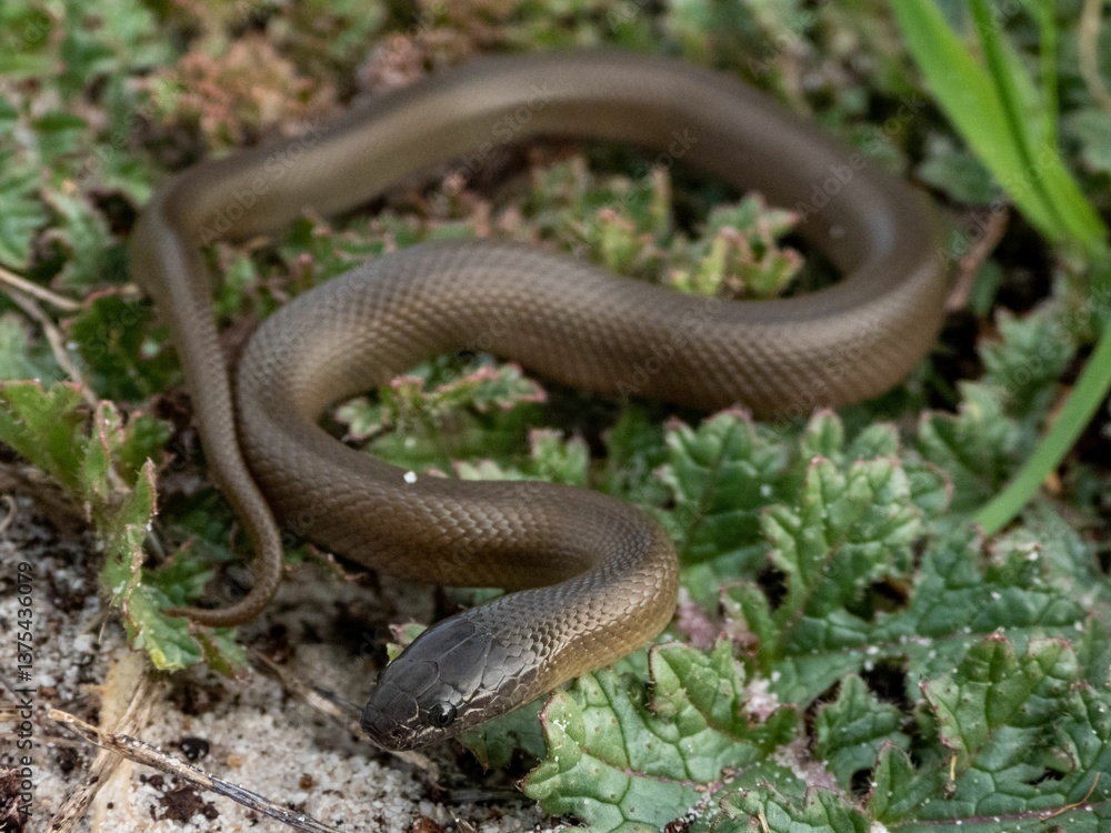 Obraz premium Snake slithering through foliage