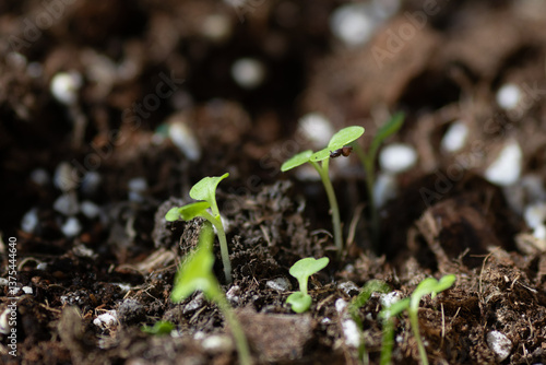 Cuadro en lienzo Vegetable seeds sprout and emerge from the soil
