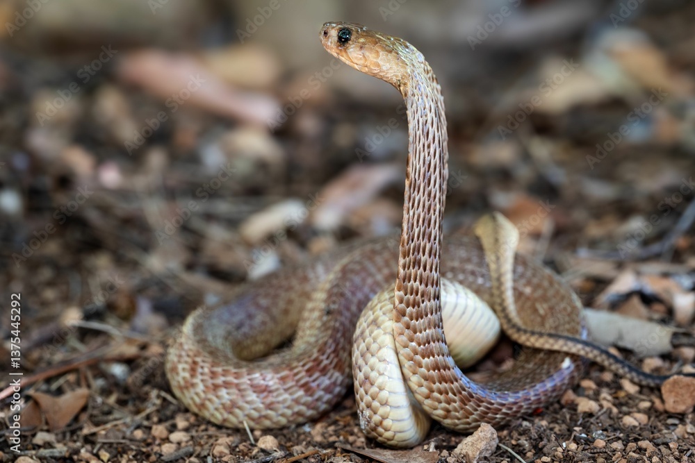 Fototapeta premium Snake with Raised Head on Forest Floor