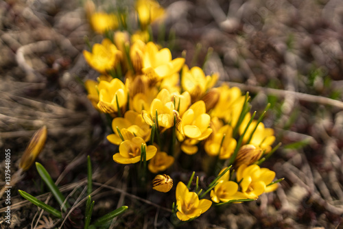  Yellow crocuses.