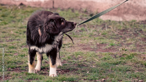 mongrel dog on a leash looking up