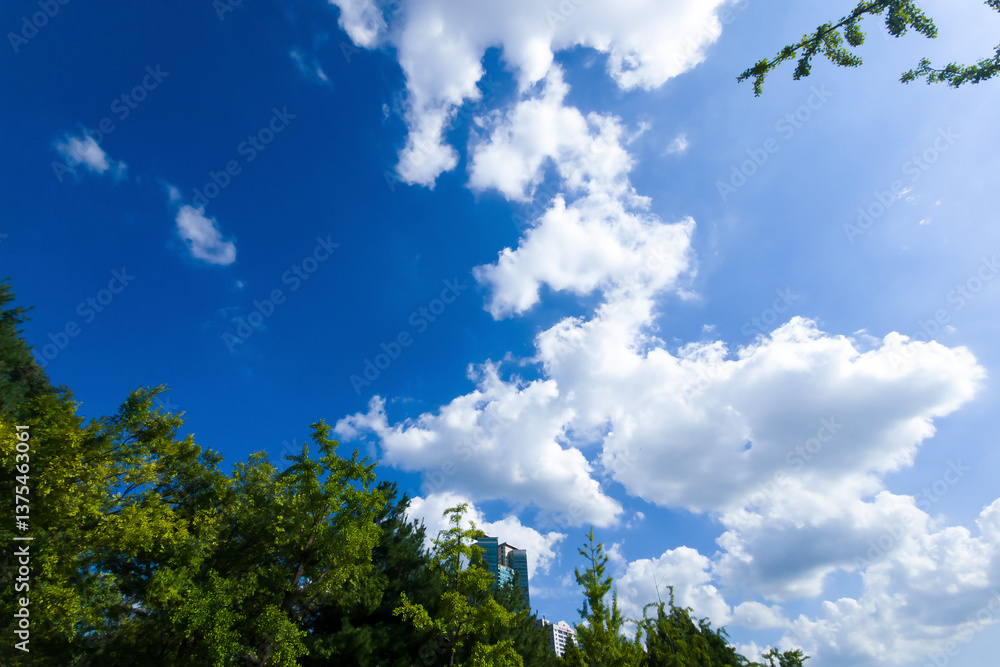 Daytime Beautiful Blue sky with fluffy cumulus clouds, framed by lush green trees, for a background Daytime Beautiful Blue sky with fluffy cumulus clouds, framed by lush green trees, for a background