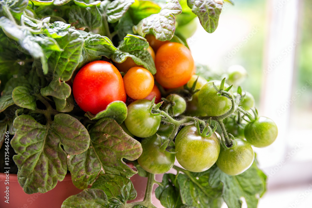 Tomatoes grow in a pot on the windowsill