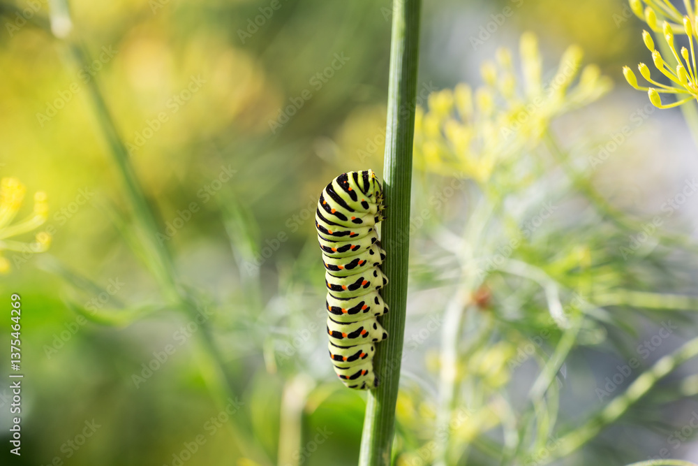 Caterpillar of swallowtail butterfly