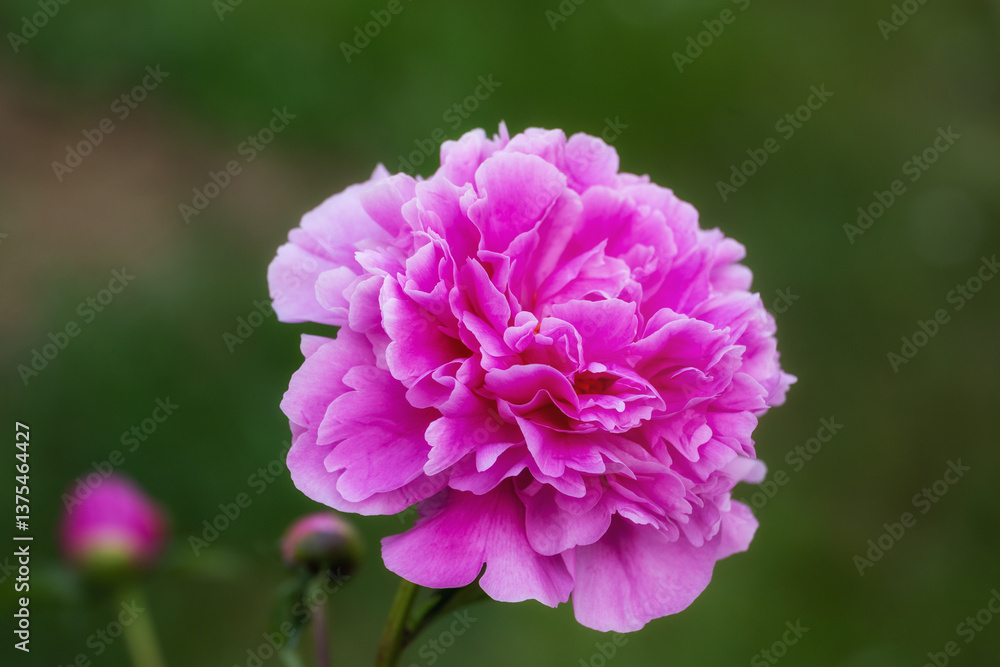 Pink peony flower