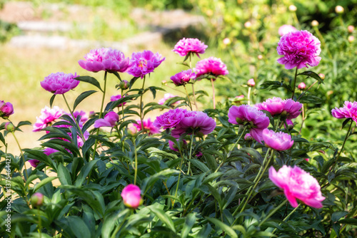 Obraz na płótnie Blooming peony bushes w salonie