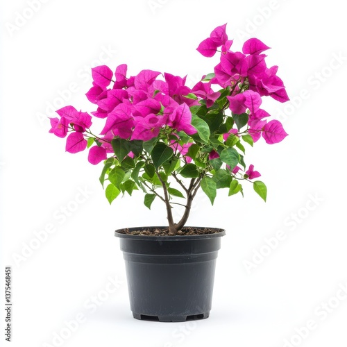 Wallpaper Mural Vibrant Purple Bougainvillea in Black Pot Against White Background Torontodigital.ca