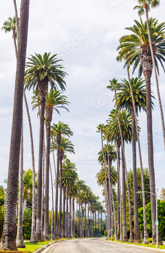 Foto Iconic Beverly Hills street lined with towering palm trees under a bright sunny