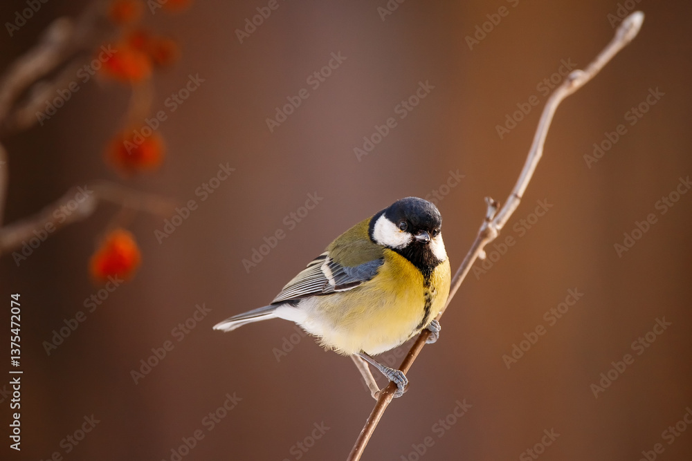 Obraz premium A beautiful yellow-breasted tit sits on a tree. A great tit songbird sits on a tree branch.