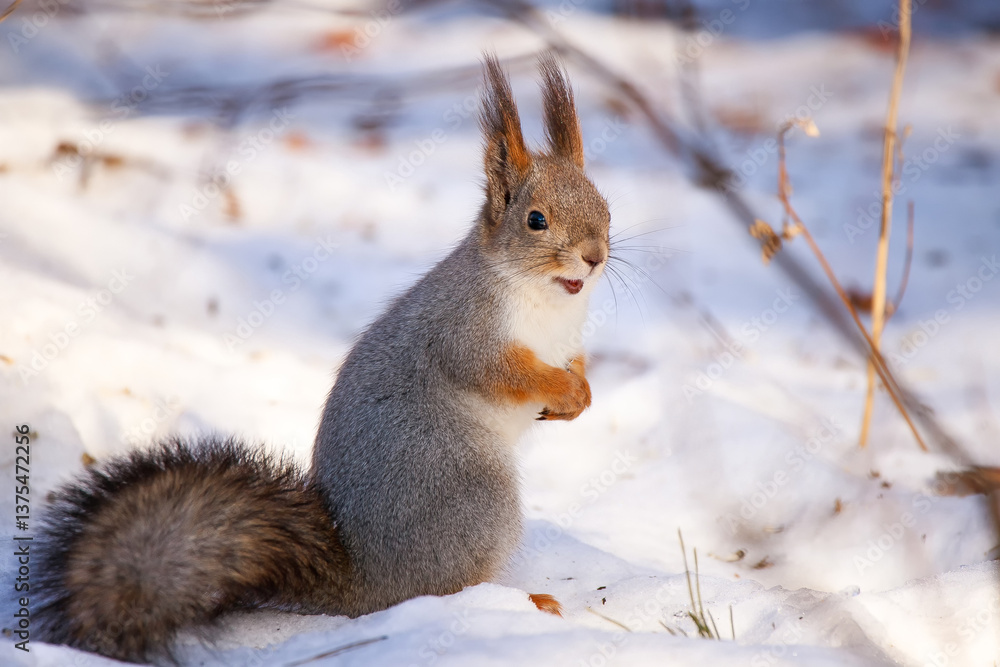 A squirrel sits on the snow in the forest A squirrel sits on the snow in the forest