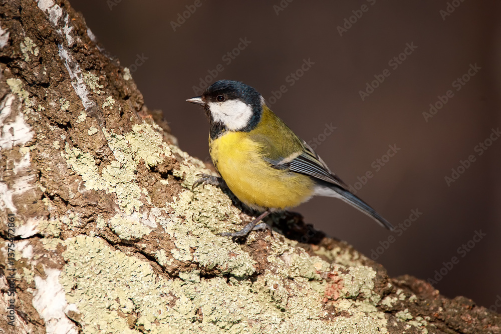Obraz premium A beautiful yellow-breasted tit sits on a tree. A great tit songbird sits on a tree branch.