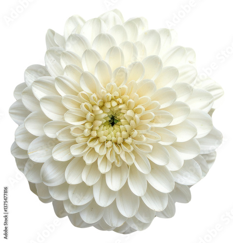 Wallpaper Mural PNG White Chrysanthemum flower chrysanths dahlia. Torontodigital.ca