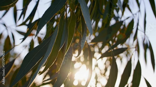 Wallpaper Mural Eucalyptus leaves lit by soft sunlight creating shadow patterns. Medicinal plant with therapeutic essential oils for respiratory treatments. Natural healing foliage showing organic botanical remedy Torontodigital.ca