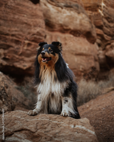 portrait of a shetland sheepdog