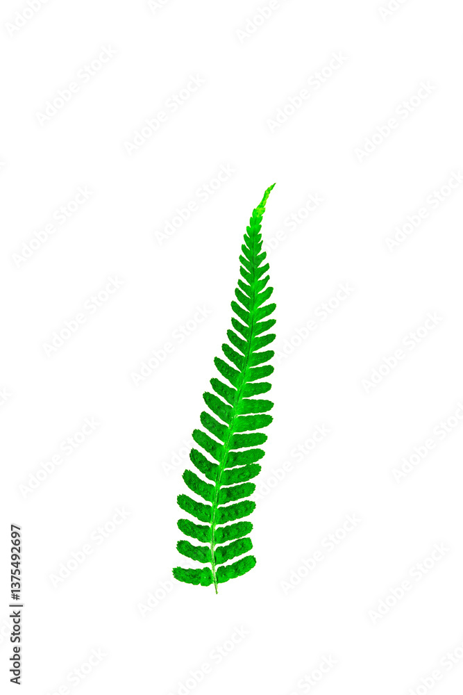Fern Leaf Isolated on White Fern Leaf Isolated on White