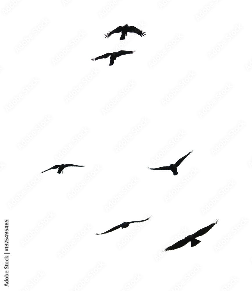 Obraz premium A flock of birds flying in a line