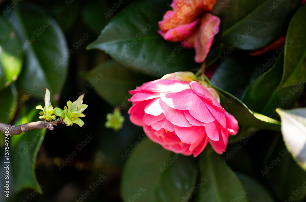美しい椿の花 美しい椿の花