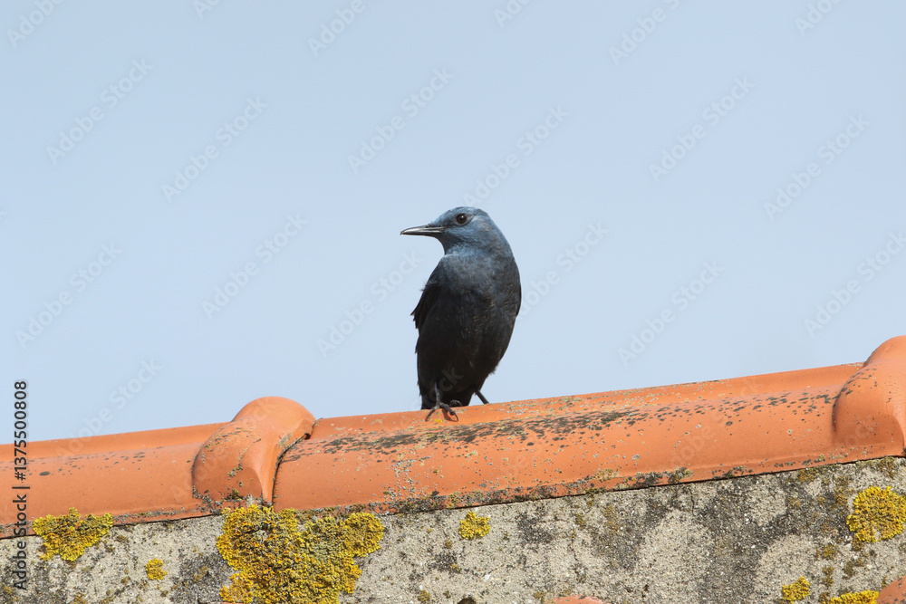 A Blue Rock Thrush, Monticola solitarius, perching on the roof of a building.