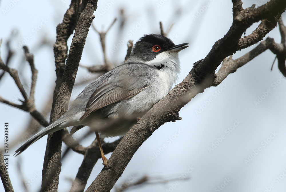 A singing male Sardinian Warbler, Curruca melanocephala, perching on a branch of a tree.