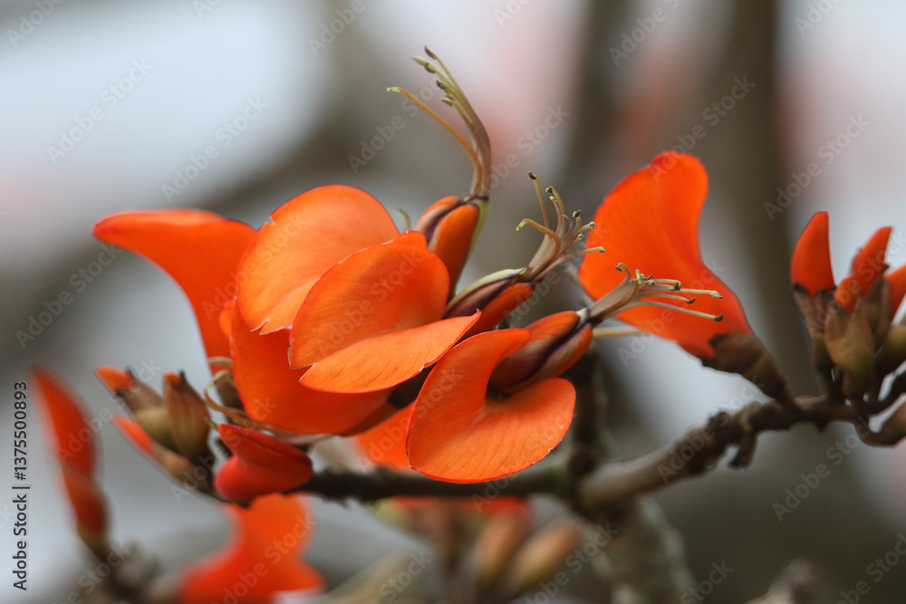 The flowers of a Kaffir Boom Tree, Erythrina afra, growing in a botanical garden in Gibraltar.