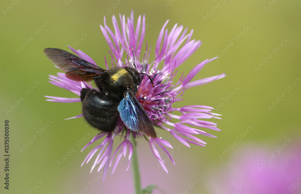A Violet Carpenter Bee, Xylocopa violacea, pollinating a Knapweed Wildflower.