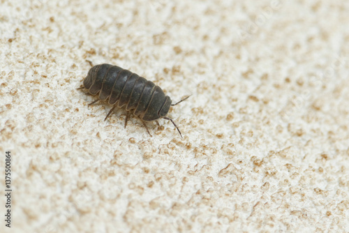 A Woodlouse climbing a wall.