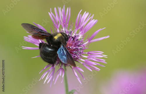 Obraz na płótnie A Violet Carpenter Bee, Xylocopa violacea, pollinating a Knapweed Wildflower. w salonie