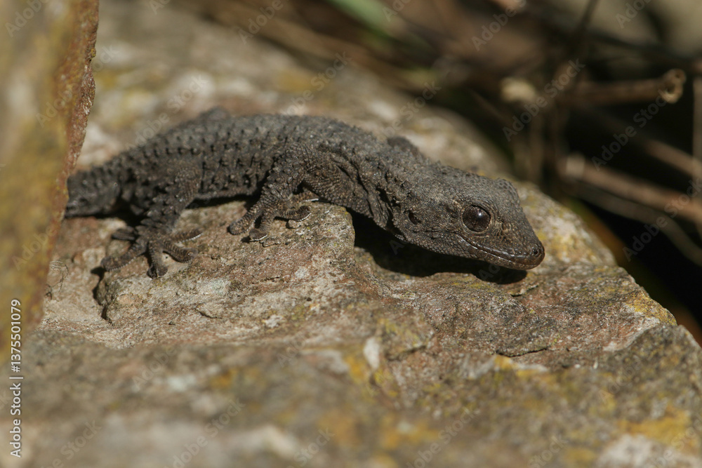 A Moorish Gecko, Tarentola mauritanica, on a rock enjoying the sunshine.