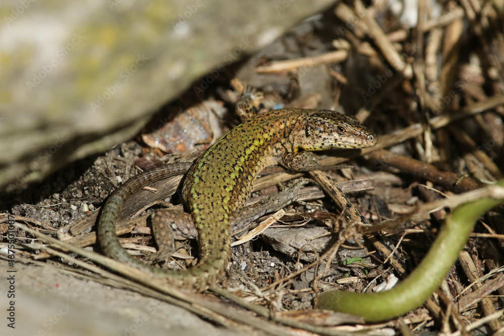 An Andalusian Wall Lizard, Podarcis vaucheri, warming itself at the edge of a rock.