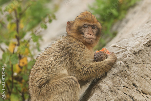 A cute baby Barbary Macaque sitting on the rock of Gibraltar on a foggy rainy day eating.