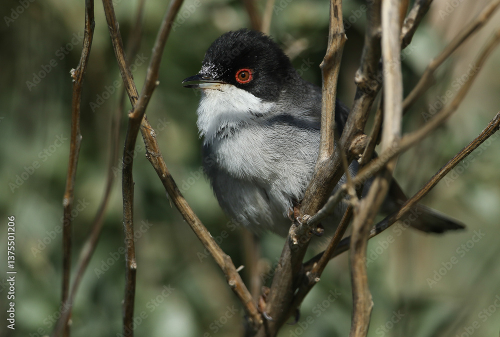 A male Sardinian Warbler, Curruca melanocephala, perching on a branch of a tree singing.
