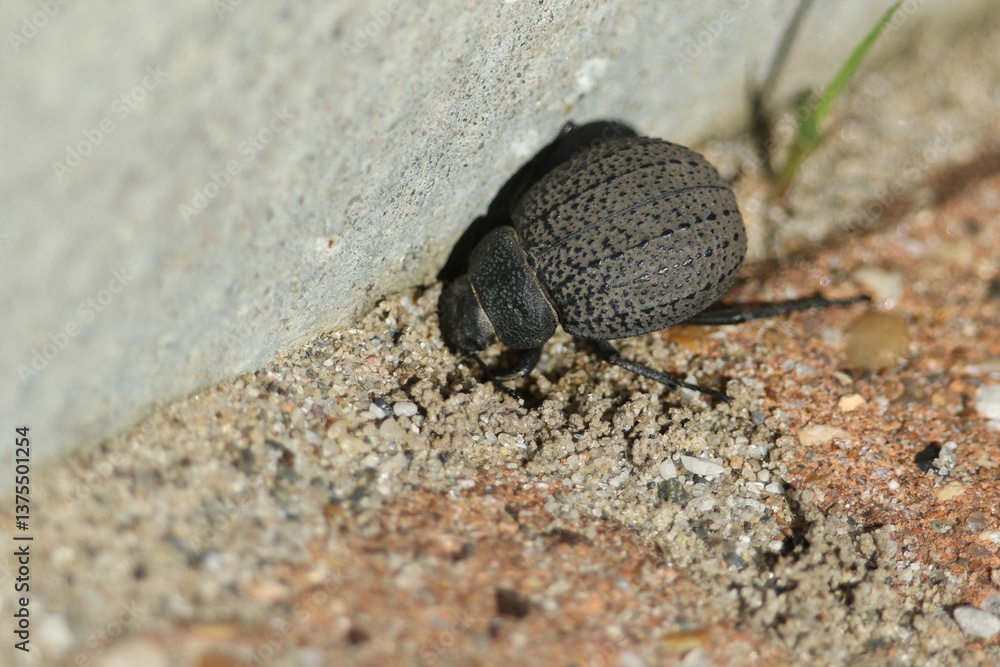 A Darkling Beetle, Pimelia, walking along a sandy path.