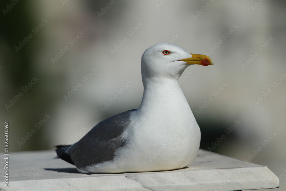 A Yellow-legged Gull, Larus michahellis, resting on a wall.