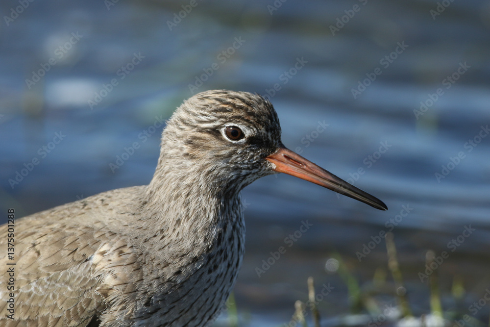 A Redshank, Tringa totanus, feeding at the edge of a flooded field in springtime.