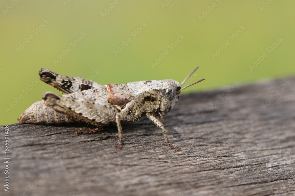 A Short-horned Grasshopper, Pezotettix giornae, resting on a piece of wood.