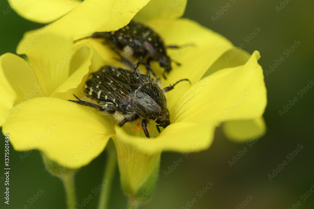Two White Spotted Rose Chafer Beetle, Oxythyrea funesta, on a African wood-sorrel or Bermuda Buttercup plant, Oxalis pes-caprae.