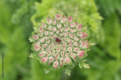 Obraz na płótnie The flower of a Wild Carrot, Daucus carota, growing in the wild. w salonie