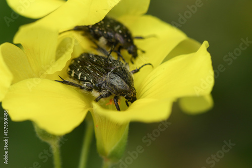 Obraz na płótnie Two White Spotted Rose Chafer Beetle, Oxythyrea funesta, on a African wood-sorrel or Bermuda Buttercup plant, Oxalis pes-caprae. w salonie