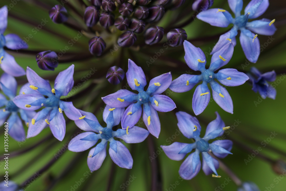 A flowering Giant Squill plant, Scilla peruviana, growing in a botanical garden in Gibraltar.