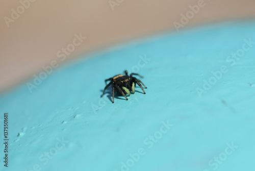 A Sun Jumping Spider, Heliophanus apiatus, hunting on a metal railing on a coastal path.